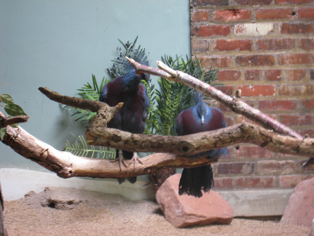 Dart Frog Dash 08 0341.jpg - The Toledo Ohio Zoo held the 2008 Dart Frog Dash 5K race on May 17, 2008. The weather was great, the race went fine, and the animals were fun to see! The highlight was the nursing Polar Bear Cubs - two 330 pound "babies" tugging on mama.